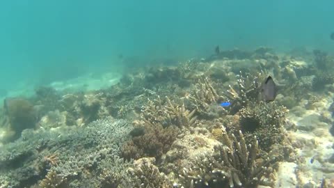 Wonderful underwater world of coral reef - Snorkeling at Sapi Island, Borneo