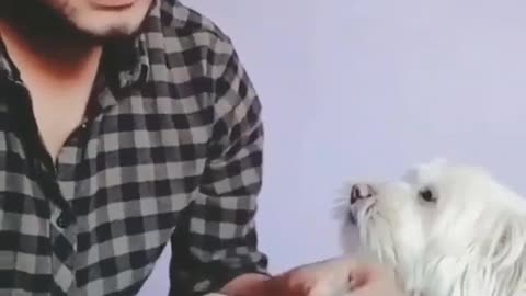 A funny dog helping his owner counting money