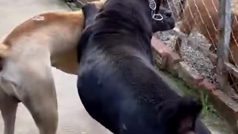 Cane Corso fight aggressive dog breed