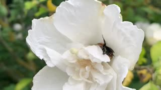 Hardworking bumblebee gardening