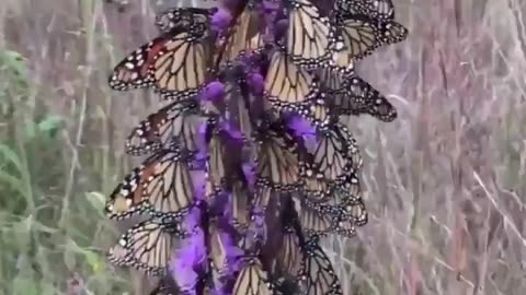 This is incredible! A literal kaleidoscope of butterflies. God's Amazing Creation!