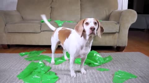 Dog Pranked with Alien: Funny Dog ☺️🐶🐶