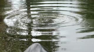 Manatee Eating "Have A Great Day At The Office Series"