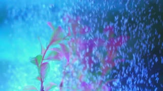 water bubbles make great scene from underwater aquarium glass