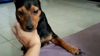 Black dog moves owners hand so it can keep getting pet