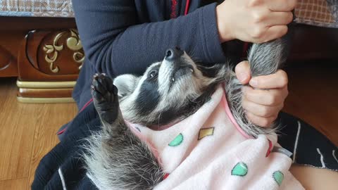 Raccoon lies down and changes his arms to get his mom's massage.