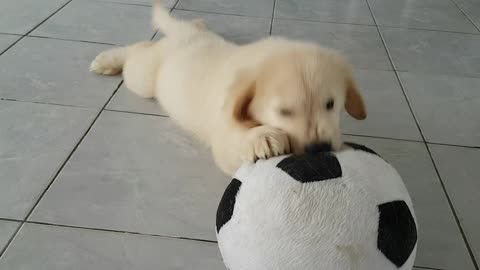 Golden Retrievier puppy playing with ball.