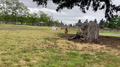 German Shepherd and Pitbull are Playing In Park