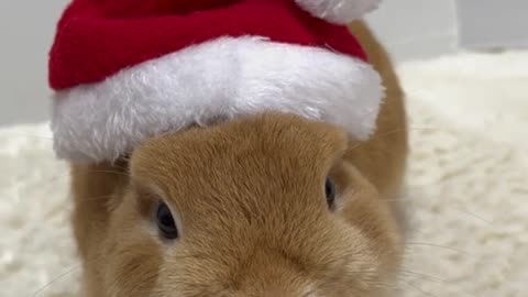 Santa rabbit,chrismas rabbit,bunny funny