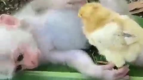 Friendship between Chicken and Monkey