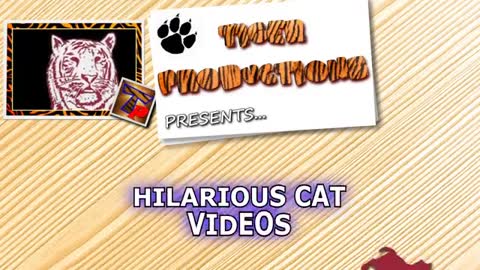 It's TIME for SUPER LAUGH! - Best FUNNY CAT videos clips