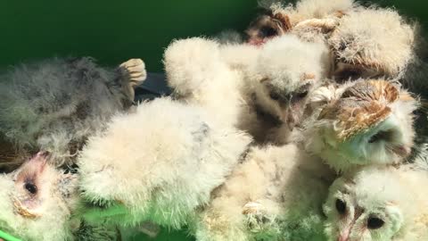 Many baby owls rescued after deforestation