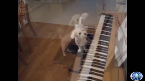 amazing puppy playing piano