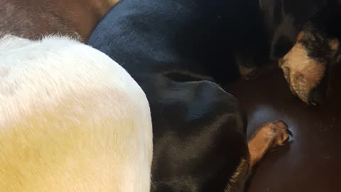 Cuddle time *Best Friend pups*