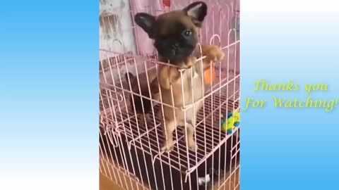 Cute Pets And Funny Animals Compilation so sweet