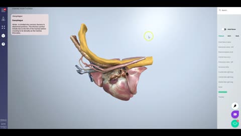 Canine hemithorax & feature (orange highlight) - 3D Veterinary Anatomy & Learning IVALA