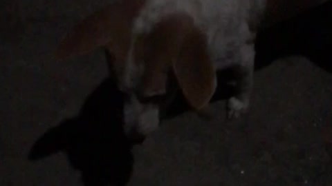 Night dog video