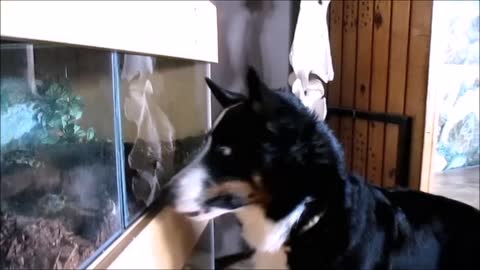 Animal-loving dog is obsessed with snakes