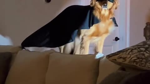 Dog watched to much batman movies BatDog - The hero we need, the hero we deserve