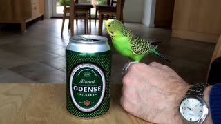 Budgie Drinking Beer