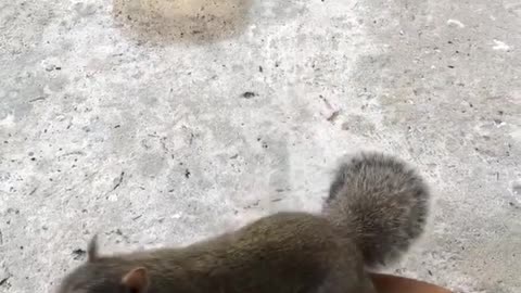 Trained Service Dog Keeps Calm to Curious Squirrel