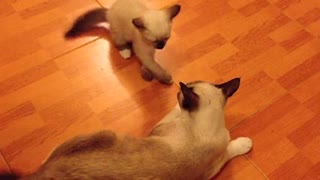 A Kitten Plays With Mother Cat