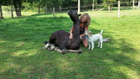 Spoons the orphaned foal getting a massage