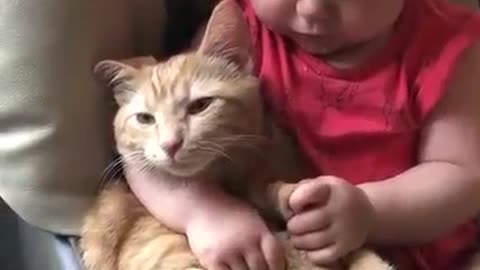 Funny biby vs cat