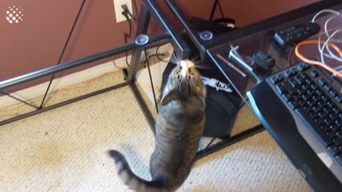 Hilarious Cat Viral Videos compilation