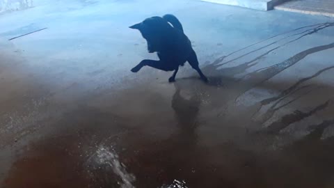 Dog plays with water