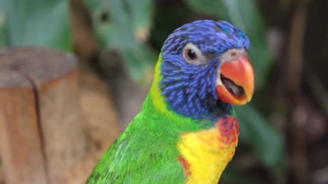 Parrot is happy to sing