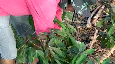 cassava harvesting directly from the land 😁💕