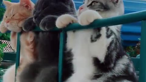Cute cats on the fence