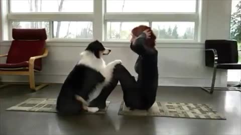 Cute Dog Is Doing Yoga With His Owner