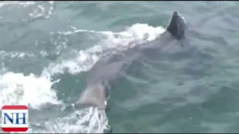 Great white shark filmed near shore in popular NSW fishing and swimming lake