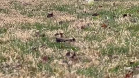 Winston Makes the Catch with SlowMo 🐶🎾💕 #shorts #corgi #slowmotion #happy #dog