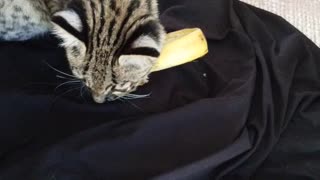 Geoffrey's cat loves banana peels