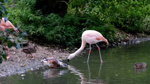 Flamingo the bright pink color of flamingos comes