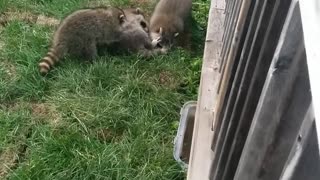 Baby Raccoons in my Backyard