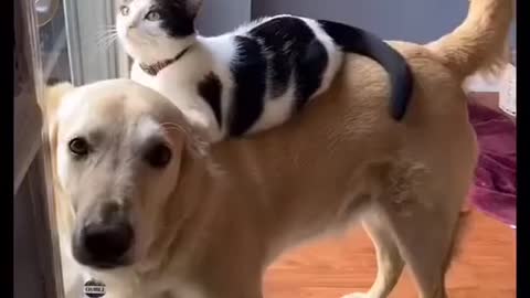 Cats are playing with dogs