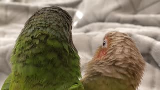 Conures Give Each Other Kisses
