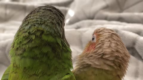 Conures Give Each Other Kisses