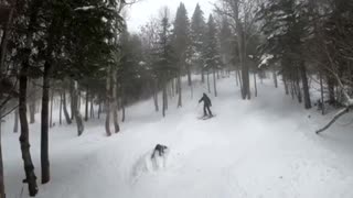Exposed Stump Causes Skier to Scorpion