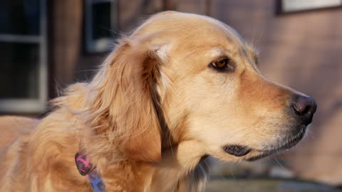 Majestique Golden Retrivier in 4k!