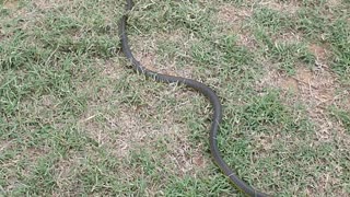 Chasing a Tree Snake
