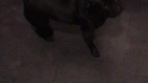 Pug spinning for its dinner