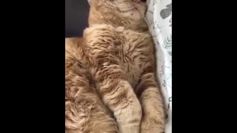 Cute and funny videos of cats and dogs, what flavor does it leave behind