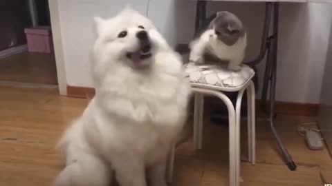 Funny cute cat joking with white dog