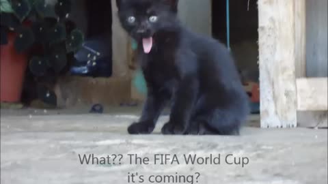 Cat and World Cup Brazil 2014