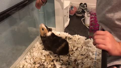 Little girl teaches guinea pig new trick